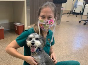 vet with mask and small grey and white dog