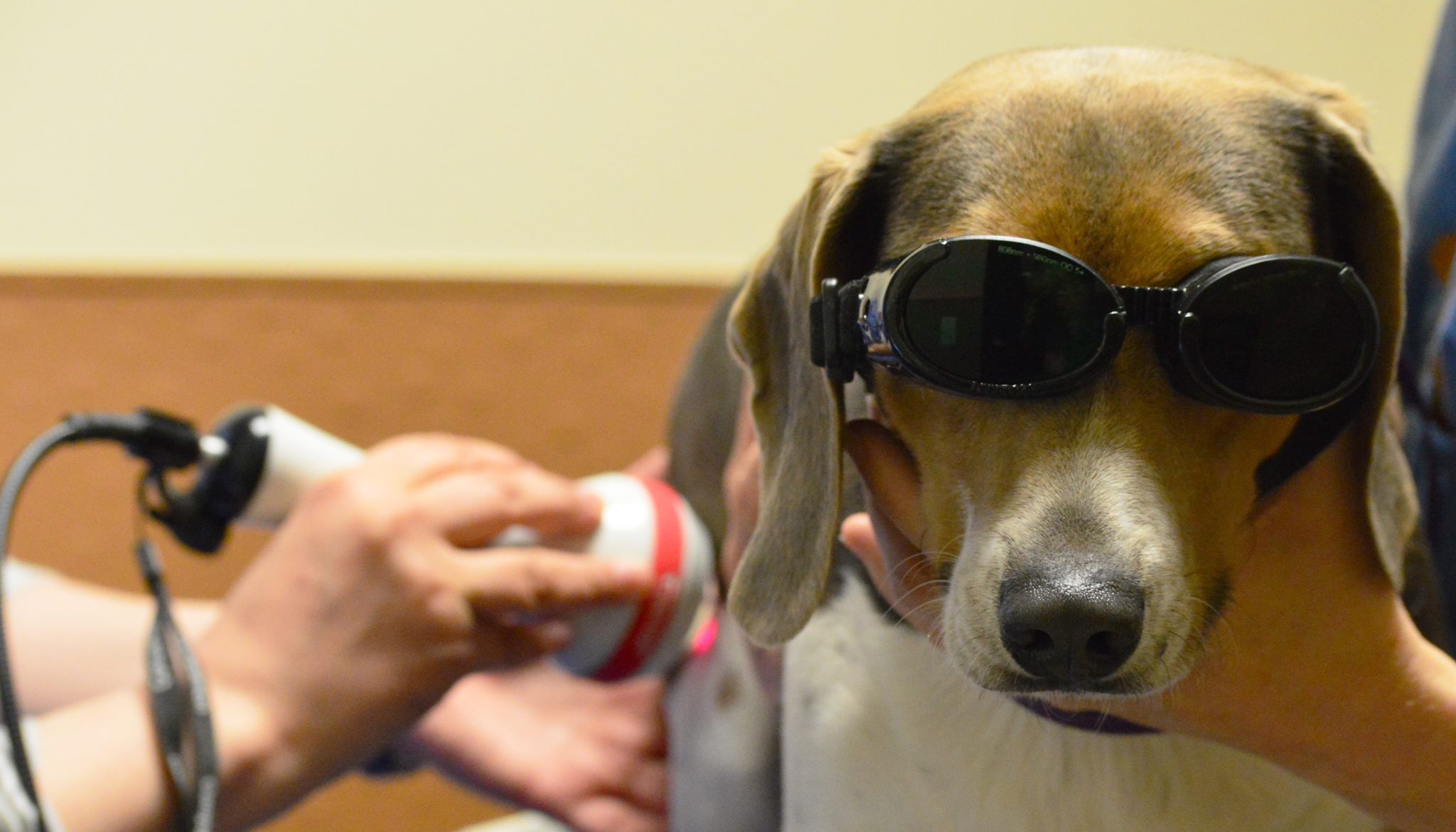 dog getting laser therapy with goggles on