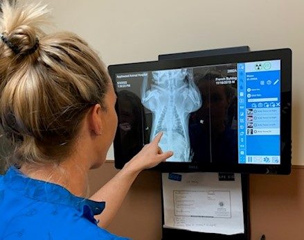 vet looking at pet x-ray