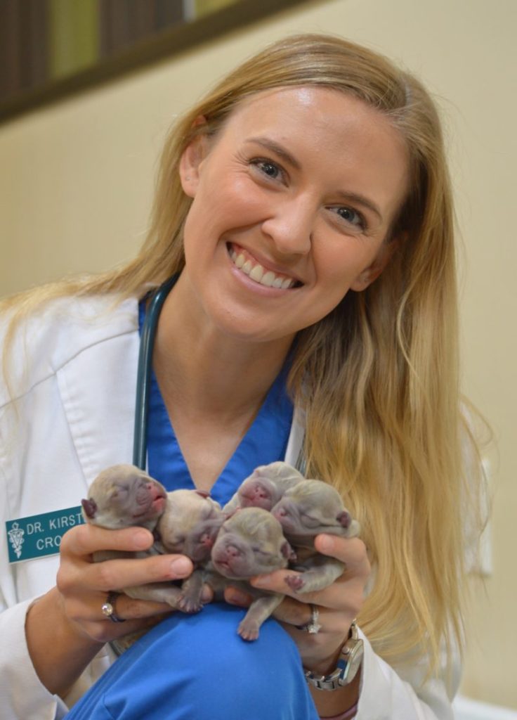 veterinarian with 5 newborn dogs